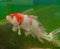 The Amur Carp or Koi Fish