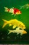 The Amur Carp or Koi Fish