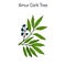 Amur cork tree phellodendron amurense , chinese medicinal plant