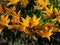 Amur daylily (Hemerocallis middendorfii) with linear arching leaves blooming with golden yellow to clear orange