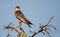 Amur Falcon