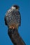 Amur Falcon