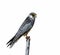 Amur Falcon or Falco amurensis.