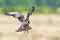 Amur Falcon or Falco amurensis.
