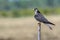 Amur Falcon or Falco amurensis.
