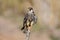 Amur falcon Falco amurensis Birds of Thailand