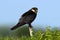 The Amur falcon is a small raptor of the falcon family. It breeds in south-eastern Siberia and Northern China before migrating in