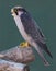 Amur Falcon with Yellow Legs and Black Talons