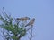 Amur falcons with caught prey