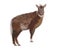 The Amur goral is listed in the Red Book. Looks like a goat. It lives in China, Korea, Russia in the highlands. herbivore