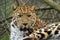 Amur leopard