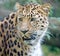 Amur Leopard 4