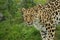 Amur Leopard