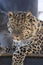 Amur leopard