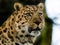 Amur Leopard