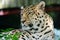 An Amur Leopard