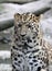 Amur leopard in captivity, Mulhouse Zoo, Alsace, France.