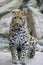 Amur leopard in captivity, Mulhouse Zoo, Alsace, France.