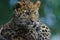 An Amur Leopard Cub