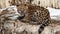 Amur leopard cub walking and playing on rocks