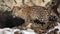 Amur leopard cub walking and playing on rocks