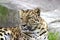 Amur Leopard Female  605043