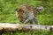 Amur Leopard, panthera pardus orientalis, Adult leaping over Tree Trunk