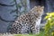 Amur Leopard, Panthera pardus orientalis, is probably the most beautifully colored leopard