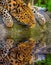 Amur Leopard portrait.