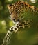 Amur Leopard relaxing high up at Marwell Zoo