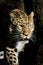 Amur Leopard in the Shadows