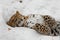 Amur leopard sleeps rests in the snow, the animal comfortably collapsed and relaxed