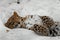 Amur leopard sleeps rests in the snow, the animal comfortably collapsed and relaxed