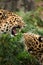 Amur Leopard Snarl