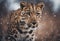 Amur leopard in the snow: A stunning leopard portrait captured in the winter wilderness.