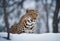 Amur leopard in the snow: A stunning leopard portrait captured in the winter wilderness.