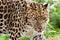 Amur Leopard Stalking Forwards