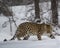 Amur Leopard at Triple D game Farm in Kalispell Montana