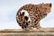 Amur Leopard turning to look behind
