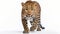 Amur leopard on white background front view. Ai generated