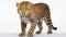 Amur leopard on white background side view. Ai generated