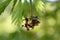 Amur maple Acer japonicum Aconitifolium flowers