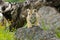 Amur (Siberian) tiger kitten climbing rocks with yellow and green flowers on spring day