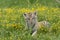 Amur (Siberian) tiger kitten laying in yellow and green flowers