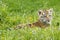 Amur (Siberian) tiger kitten laying in yellow and green flowers