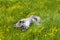 Amur (Siberian) tiger kitten playing in yellow and green flowers