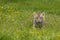 Amur (Siberian) tiger kitten playing in yellow and green flowers