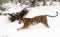 Amur (Siberian) tiger running in deep snow parallel to viewer