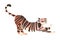 Amur, Siberian tiger. Side view of gracefull big wild cat vector illustration