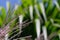 Amur silvergrass Miscanthus sacchariflorus in close-up against a background of green grasses and blue clear skies.